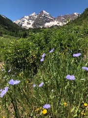 Purple, Blue and Green Colors of Maroon Bells with mountain blossoms in foreground at Maroon Bell Scenic Recreation Area, Maroon Bells Amphitheater near Aspen Highlands Ski Area
