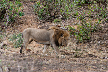 lion, mâle, Panthera leo, Afrique
