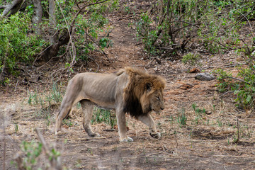 lion, mâle, Panthera leo, Afrique