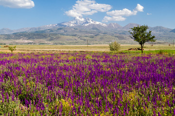 Volcanic mountain Erciyes in Kayseri, in the springtime through wild flowers, Turkey
