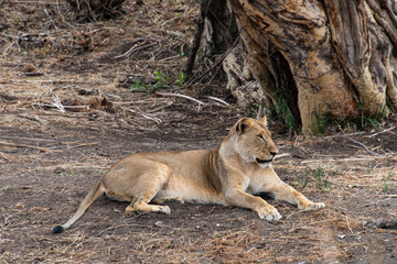 lion, femelle, Panthera leo, Afrique