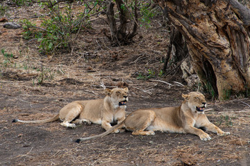 lion, femelle, Panthera leo, Afrique