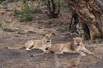 Naklejka premium lion, femelle, Panthera leo, Afrique