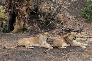 lion, femelle, Panthera leo, Afrique