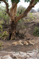 lion, femelle, Panthera leo, Afrique