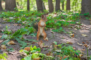 Naklejka na ściany i meble squirrels are interested in people and look for food