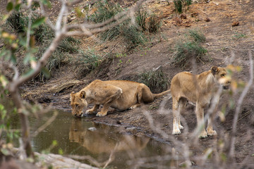 lion, femelle, Panthera leo, Afrique