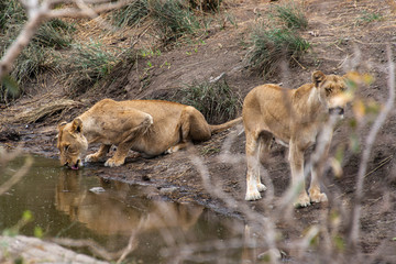 lion, femelle, Panthera leo, Afrique