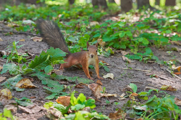 squirrels are interested in people and look for food