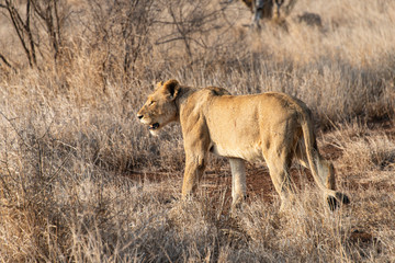 lion, femelle, lionne, Panthera leo, Afrique