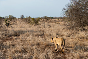 lion, femelle, lionne, Panthera leo, Afrique