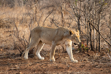 lion, femelle, lionne, Panthera leo, Afrique