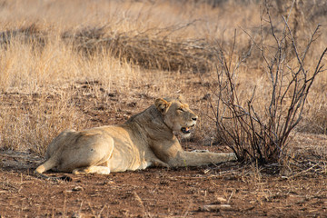 lion, femelle, lionne, Panthera leo, Afrique