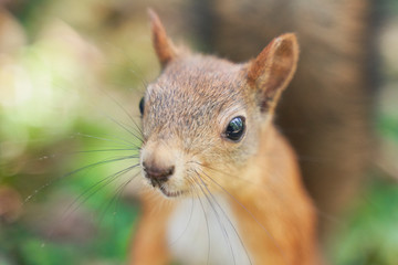 squirrels are interested in people and look for food