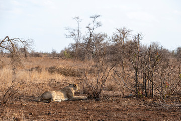 lion, femelle, lionne, Panthera leo, Afrique