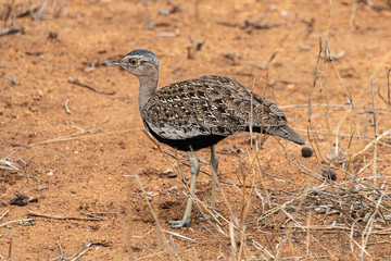 Outarde houppette,.Lophotis ruficrista, Red crested Korhaan