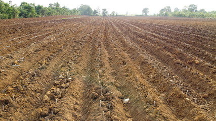 A cassava plantation made into grooves for planting in a beautiful row. Saw a small cassava tree and the sky as the background.