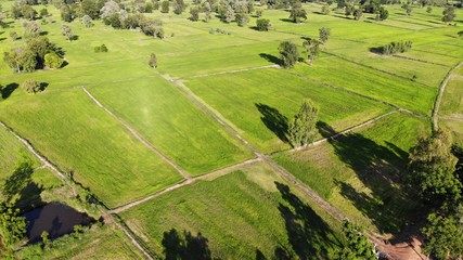 Green field of rice plant with water