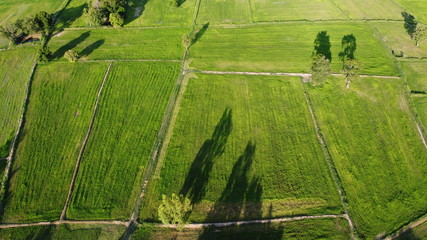 Green field of rice plant with water