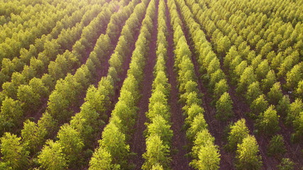 A cassava plantation made into grooves for planting in a beautiful row. Saw a small cassava tree and the sky as the background.