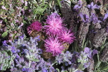 Bouquet de romero, nepeta, cantueso y centaurea.