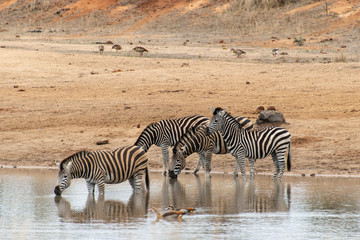 Obraz na płótnie Canvas Zèbre de Burchell, Equus quagga burchelli, Parc national Kruger, Afrique du Sud