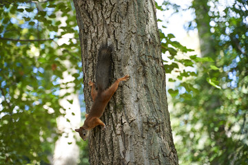 squirrels are interested in people and look for food