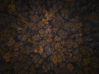 Autumn Colors from Above