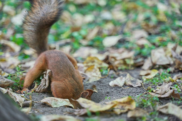 squirrels are interested in people and look for food