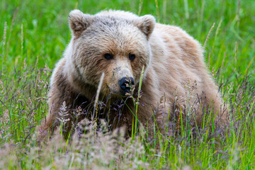 Naklejka na ściany i meble Coastal Brown Bear (Ursus arctos) in Lake Clark NP, Alaska
