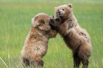 Coastal Brown Bear Cub (Ursus arctos) in Lake Clark National Park, Alaska