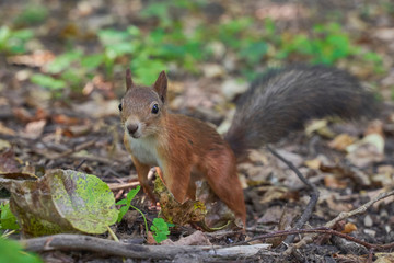 Naklejka na ściany i meble squirrels are interested in people and look for food