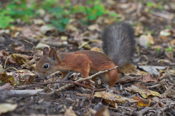 squirrels are interested in people and look for food