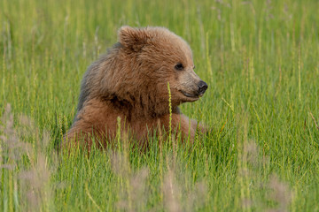 Coastal Brown Bear Cub (Ursus arctos) in Lake Clark National Park, Alaska