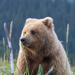 Obraz na płótnie Canvas Coastal Brown Bear (Ursus arctos) in Lake Clark NP, Alaska