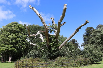 Unique closeup view of dead tree with bare branches spiraling upwards and outwards. No leaves on tree bark. Beautiful image of large dormant tree in it's natural environment. Landscape of green trees
