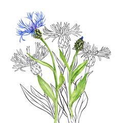 watercolor drawing blue cornflowers