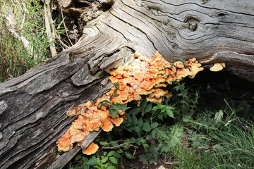 Daytime image of tree sap and wild fugus growing from dead tree bark stump on ground in...
