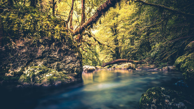 Gourgues d'asque arbre en travers