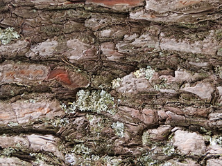 tree bark background