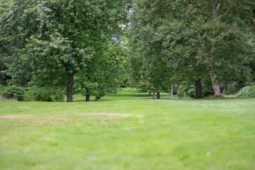 Avenue of trees (birch and maple) on a well kept lawn during a sunny summers day in scotland.