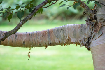 Paper birch, Betula papyrifera, close up detail of bark, its pattern and textures.