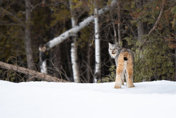 Lynx in the wild