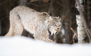 Fototapeta na wymiar Lynx in the wild