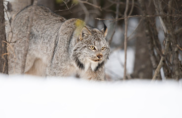 Obraz premium Lynx in the wild