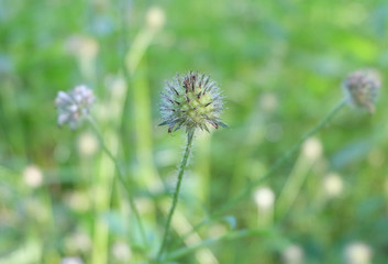 Forest plant teasel (Dipsacus pilosus) stem fruit, macro photography, selective focus, blurry background.