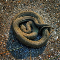 snake on the ground