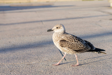 Grey feathered seagull is walking on the ground on daylight at summertime.
