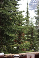 Fototapeta premium Plain of six glaciers trail - Lake Louise