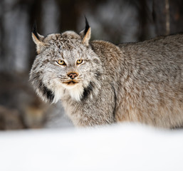 Lynx in the wild
